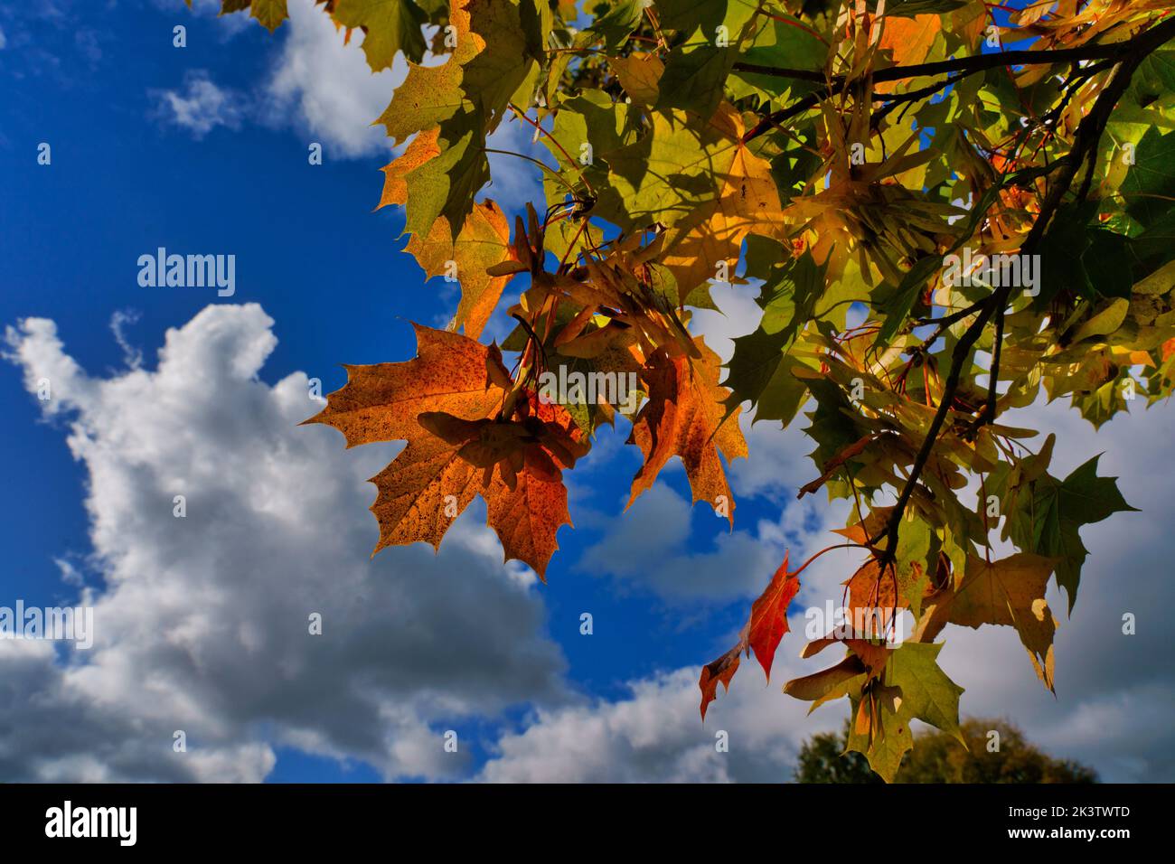 Lumière du soleil d'automne illuminant les feuilles d'érable pointues colorées avec des cumulus blancs et gris et le ciel bleu en arrière-plan. Banque D'Images