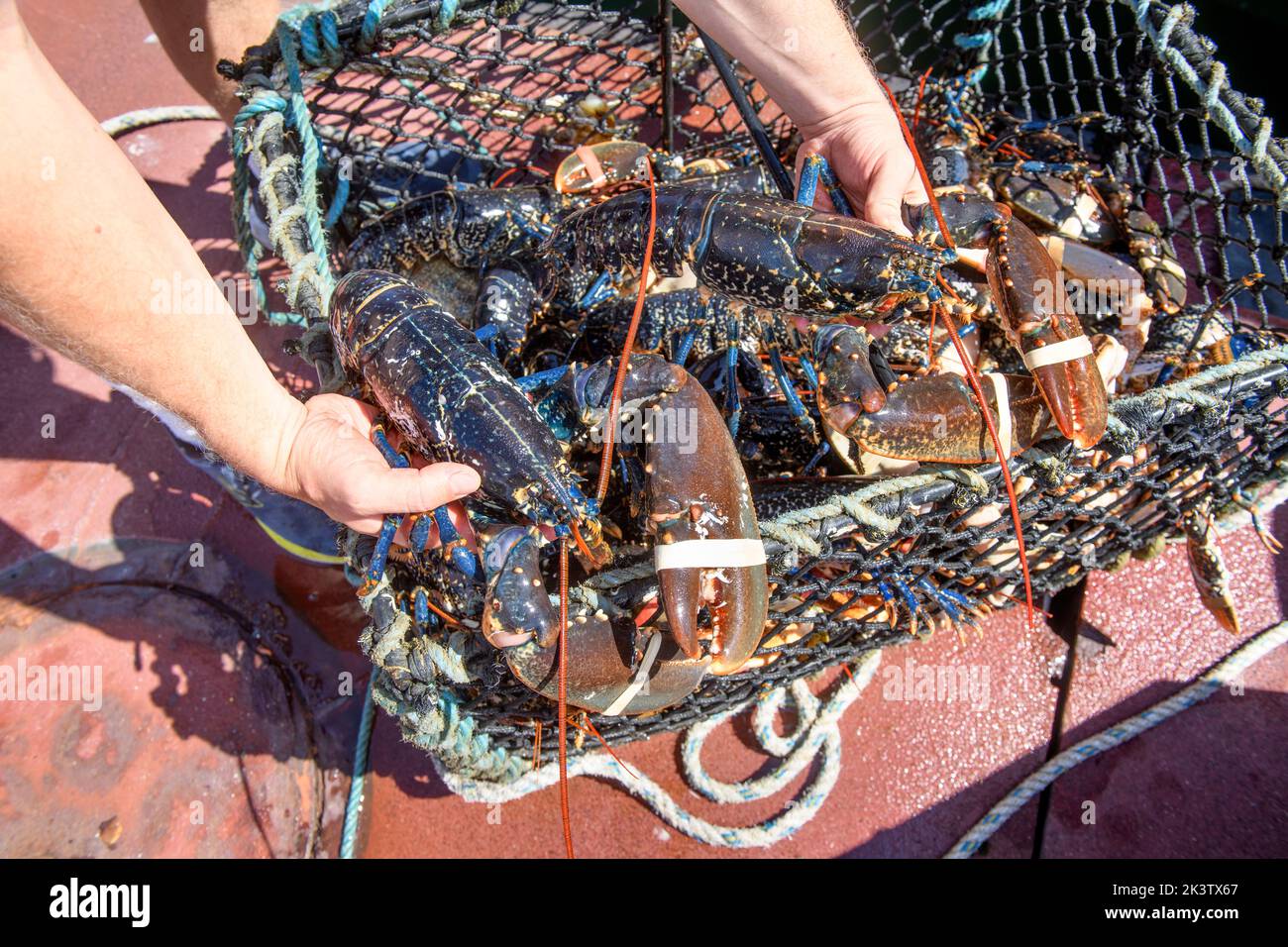Prise de homard au port de Newlyn à Cornwall, au Royaume-Uni Banque D'Images