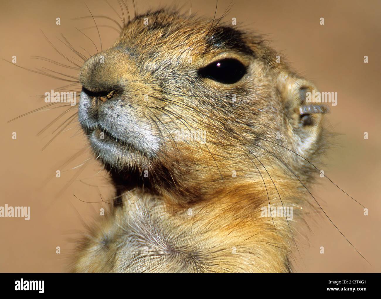 Utah Prarie Dog. Cynomys Parvidens. Parc national de Bryce Canyon, Utah. Un chien de famille menacé de l'Utah, un membre de la famille des écureuils près de son terrier à Bryce CAN Banque D'Images