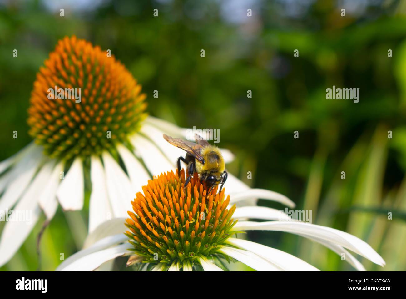 Bumblebee sur une fleur blanche orange dans un jardin Banque D'Images