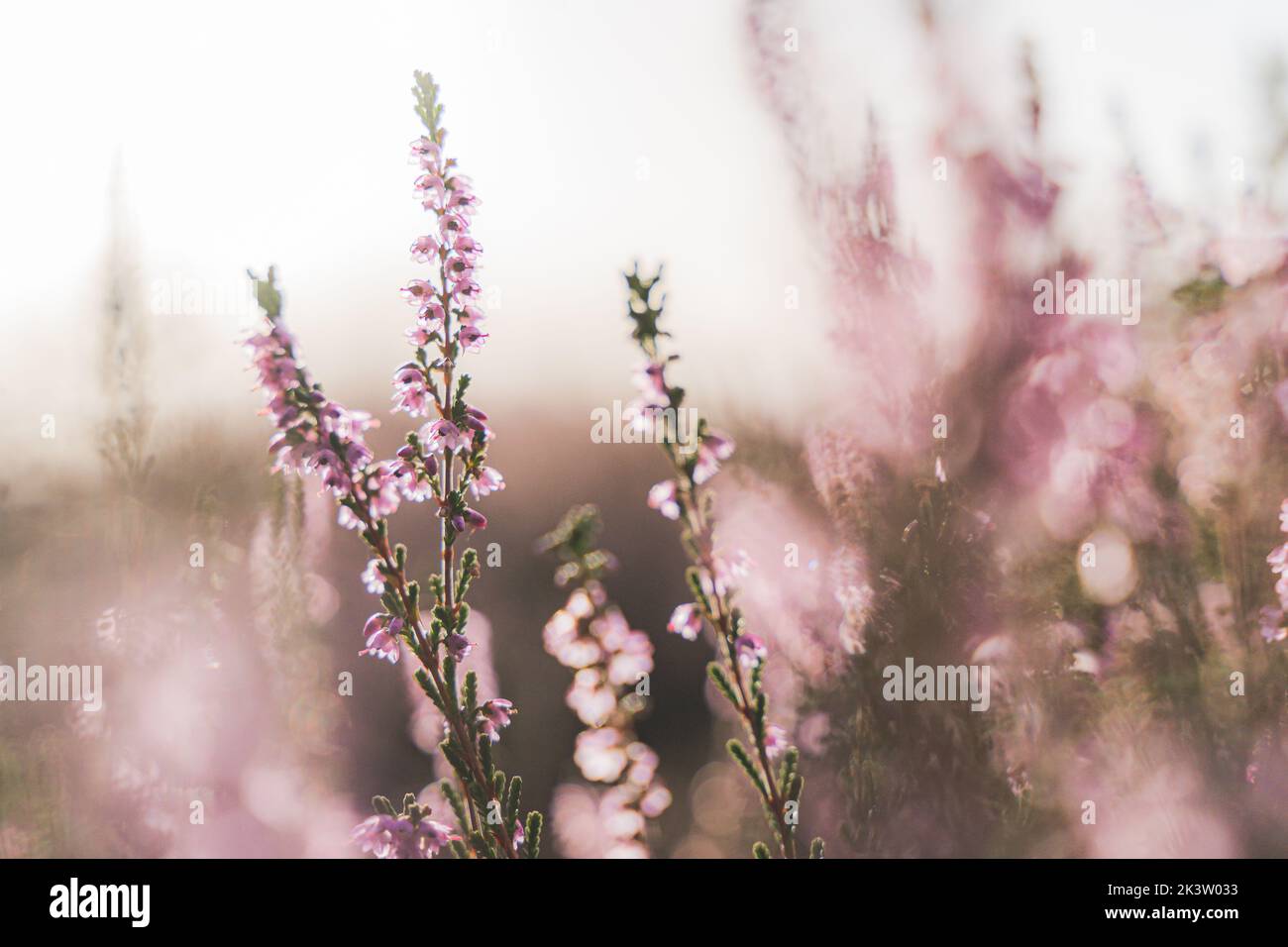 Violet bruyère commune (Calluna vulgaris) champs de bruyère en fleurs dans le parc national des Pays-Bas, champs de fleurs en Août Banque D'Images