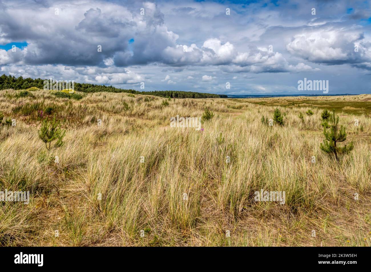 Vue vers le nord le long des dunes de sable entre la forêt de Tentsmuir et les sables de Tentsmuir à Fife, en Écosse. Banque D'Images