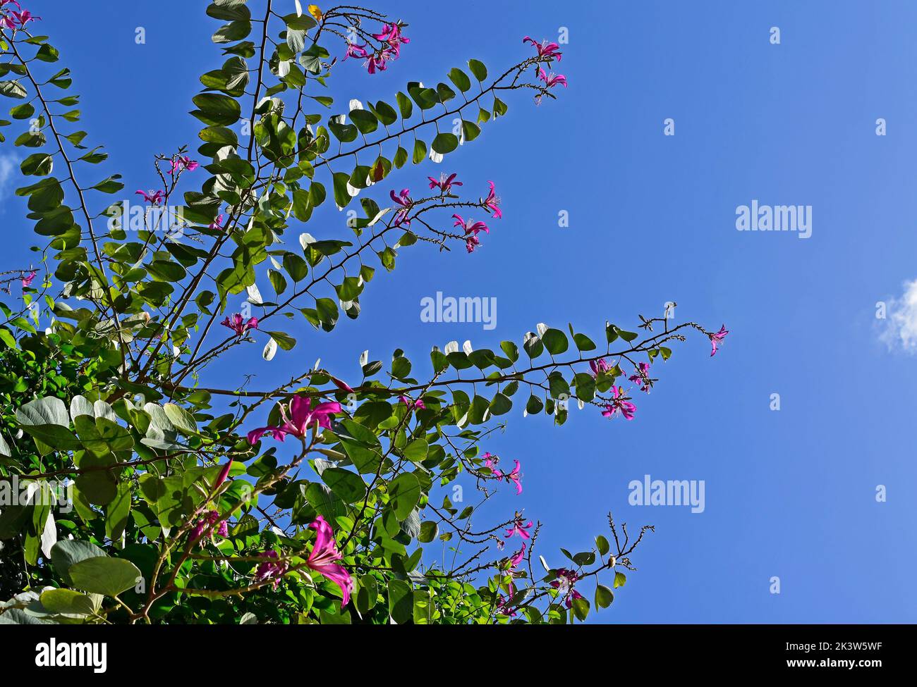 Fleurs d'orchidées roses (Bauhinia blakeana) et ciel bleu, Rio Banque D'Images