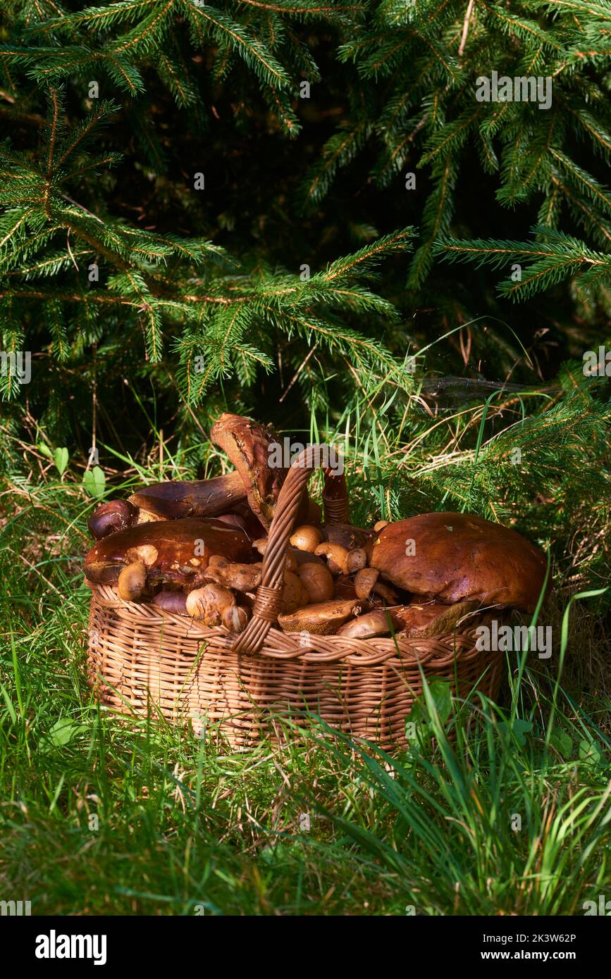 Panier en osier rempli de champignons fraîchement cueillis dans la forêt Banque D'Images
