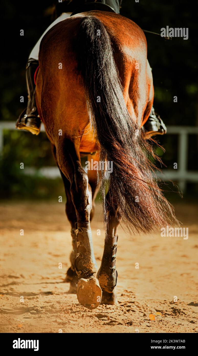 Vue arrière d'un cheval de baie avec une longue queue noire et un cavalier dans la selle, qui marche sur une arène sablonneuse, éclairée par le soleil. Sports équestres Banque D'Images