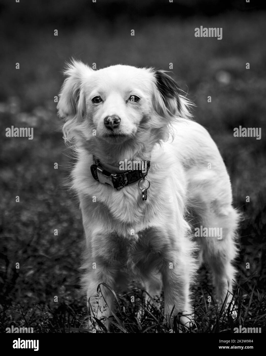 Photo en niveaux de gris d'un adorable chien maltais blanc debout sur un terrain d'herbe, regardant l'appareil photo Banque D'Images