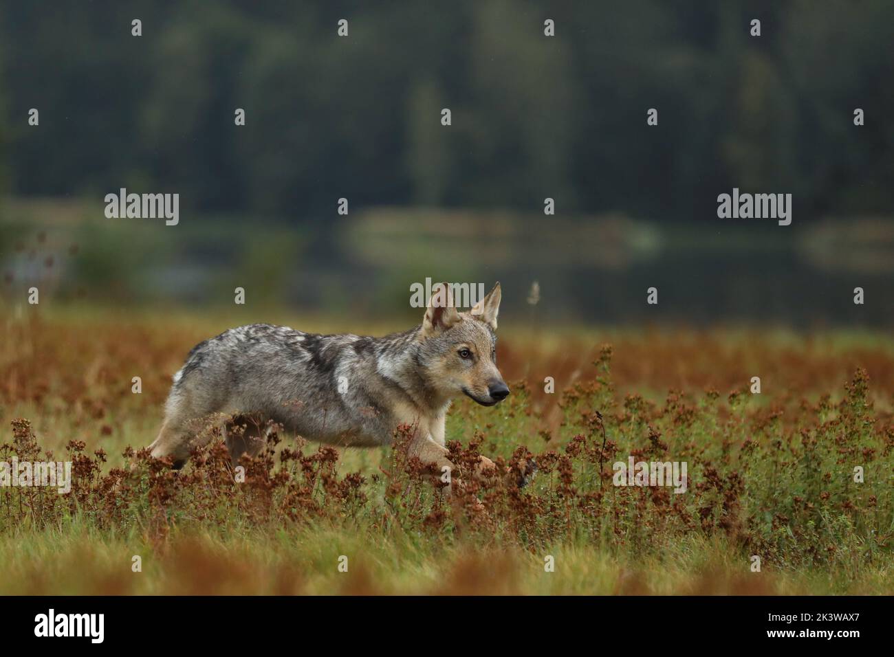 Wolf cub courant dans Blossom grass Wolf de Finlande. Loup gris, Canis lupus, dans la prairie d'été. Loup dans l'habitat de la nature. Banque D'Images