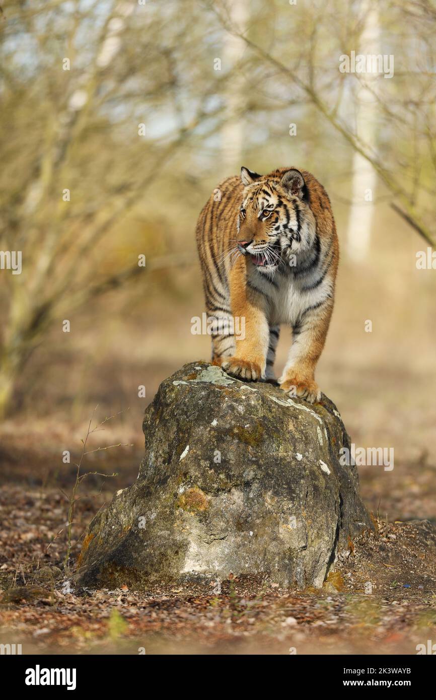 Tigre de Sibérie sautant dans la taïga sauvage en été. Russie. Panthera tigris altaica Banque D'Images