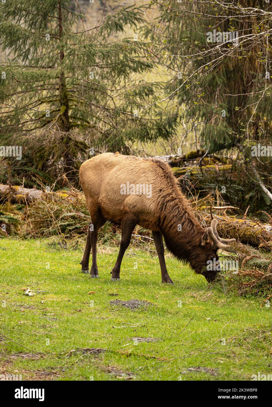 WA22090-00...WASHINGTON - Bull elk forgeant sur la nouvelle croissance au terrain de camping Hoh dans le Parc National Olympique. Banque D'Images