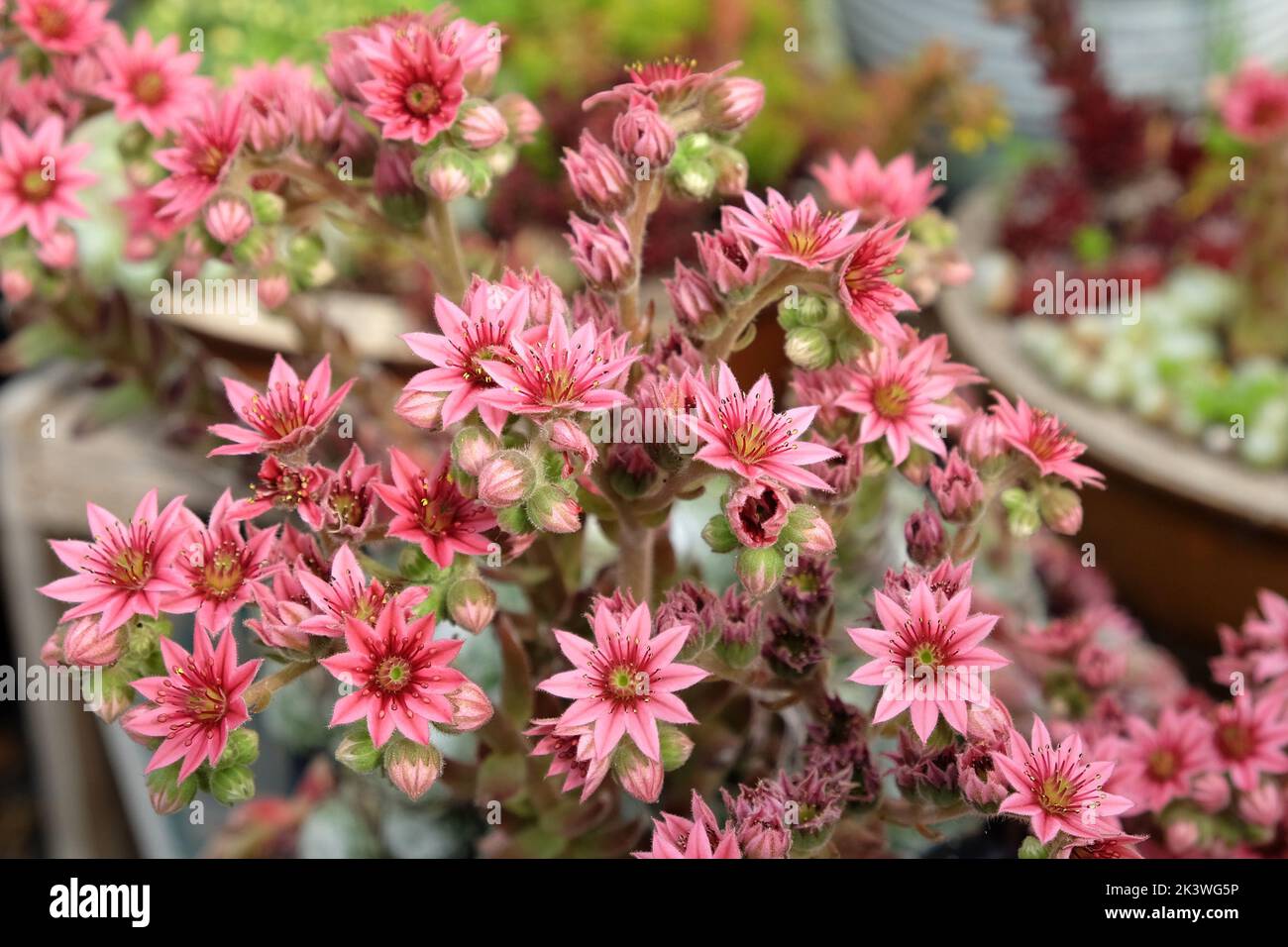 Sempervivum, poules et poussins, plante succulente en fleur. Banque D'Images