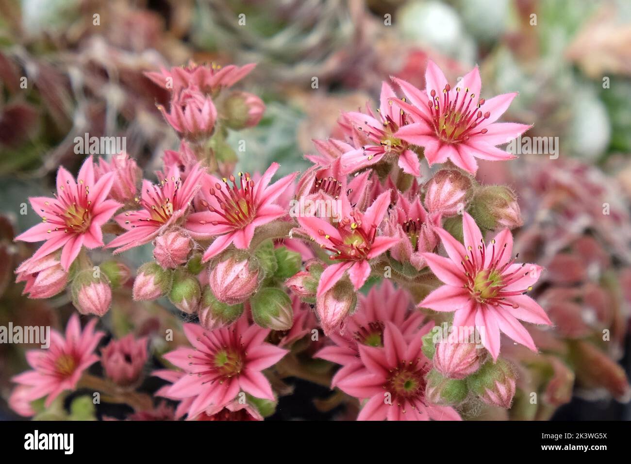 Sempervivum, poules et poussins, plante succulente en fleur. Banque D'Images