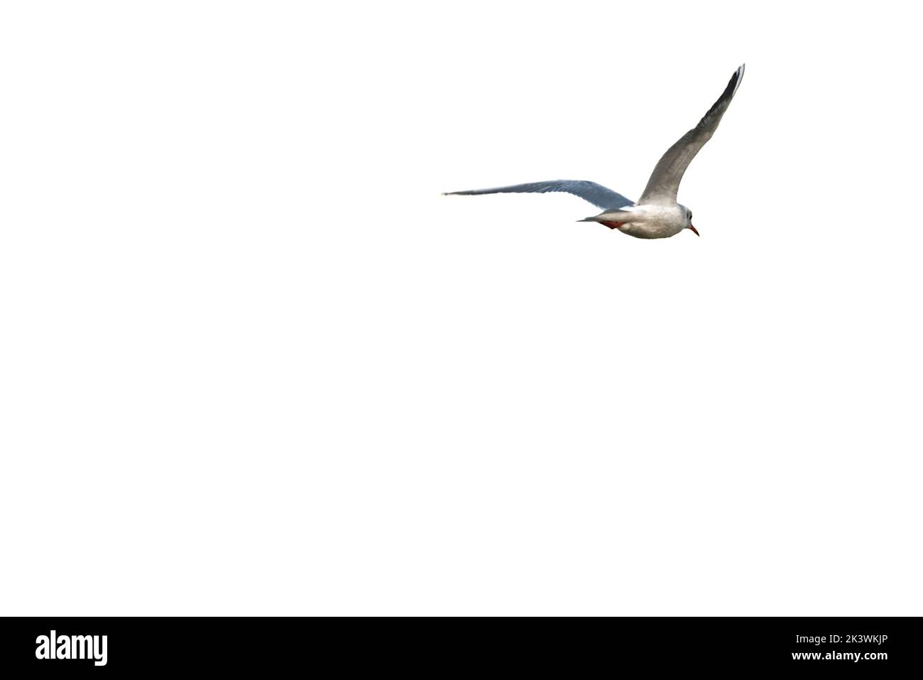 Mouette de mer près des étangs moraves du sud près de la ville de Lednice en automne couleur matin Banque D'Images