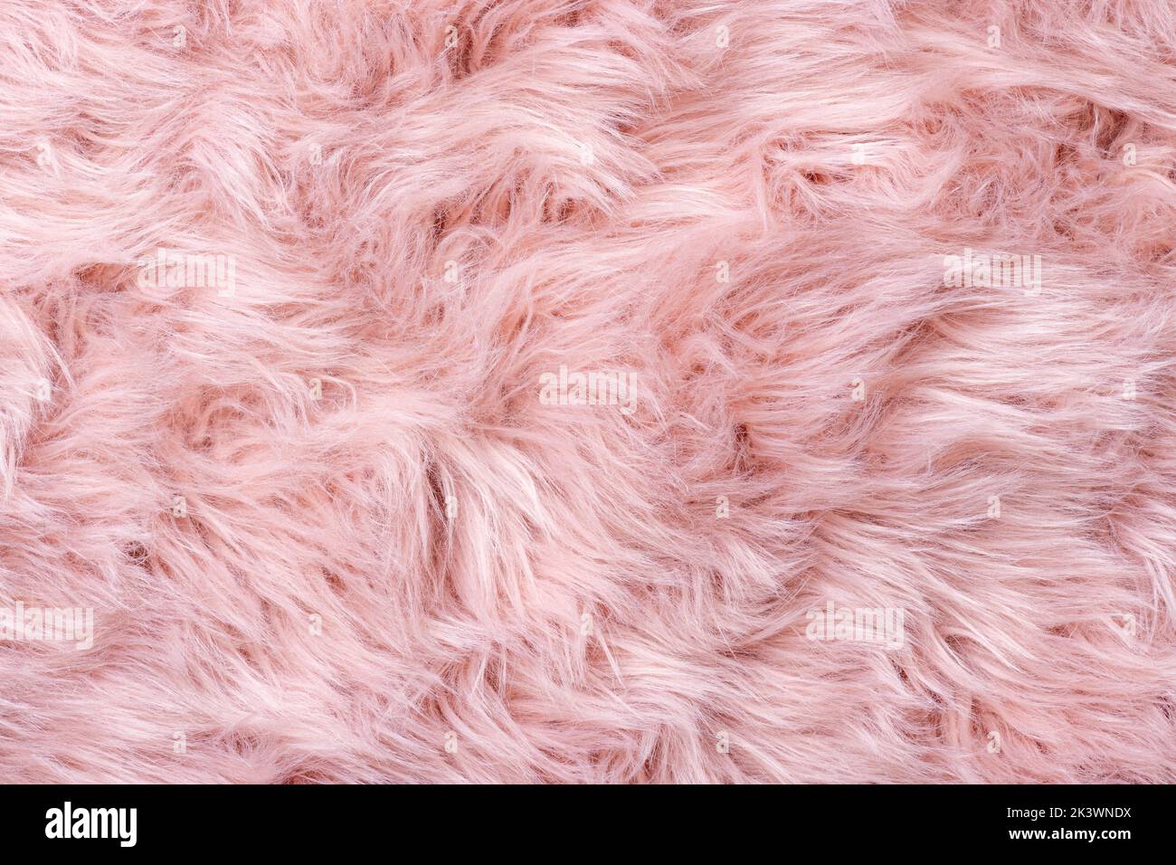 Vue de dessus de texture fourrure rose. Fond de peau de mouton rose. Motif fourrure. Texture de fourrure rose à poils longs. Texture de la laine. Fourrure de mouton en gros plan Banque D'Images