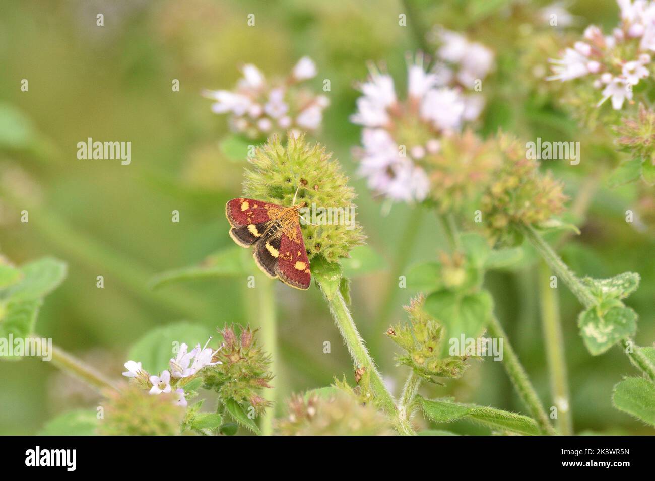 Menthe Moth se reposant parmi quelques fleurs sauvages. Hampstead Heath, Londres, Angleterre, Royaume-Uni. Banque D'Images