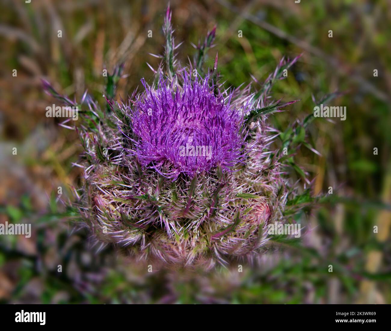 Fleur de chardon, fleurs violettes ou violettes avec feuilles épineuses et épineuses. Banque D'Images