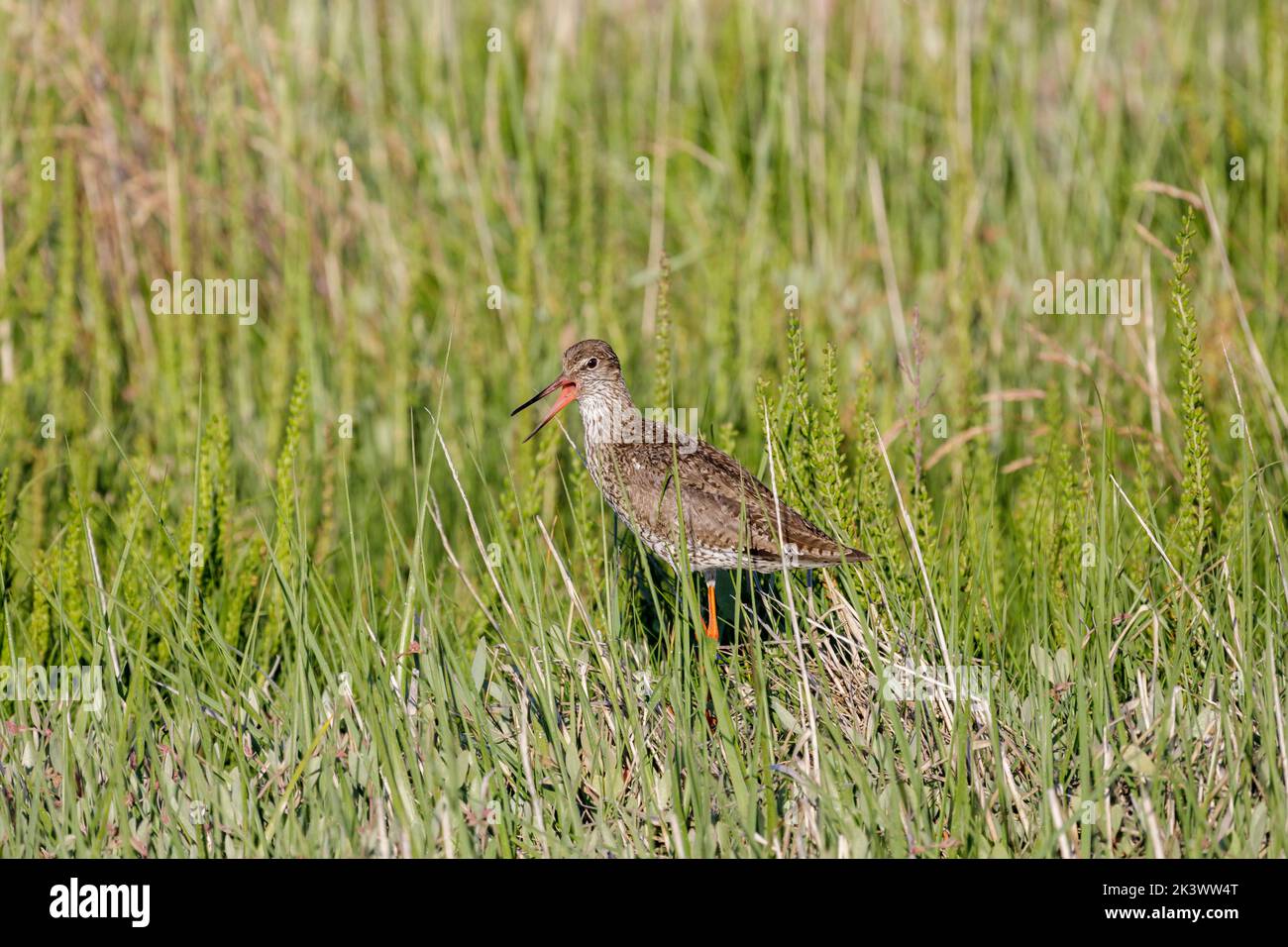 Redshank (Tringa totanus) dans les marais salants de la Mer des Wadden de Frise du Nord Banque D'Images