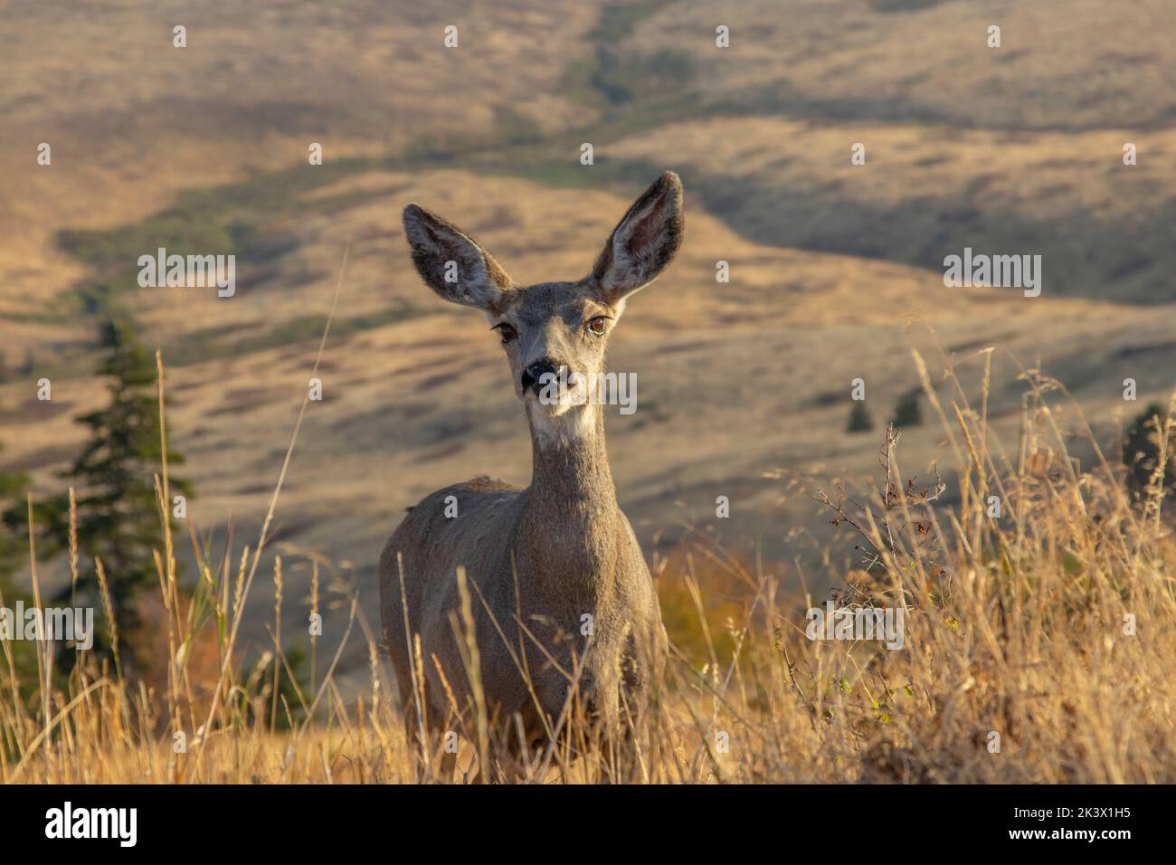 Cerf mulet dans la National Bison Range, Montana Banque D'Images