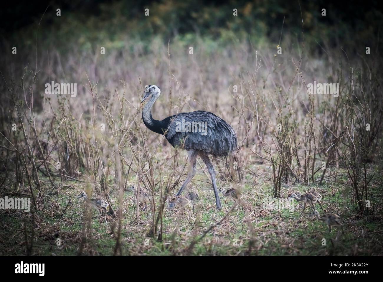 Grande Rhea avec poussins, Rhea americana, Pantanal, Brésil Banque D'Images