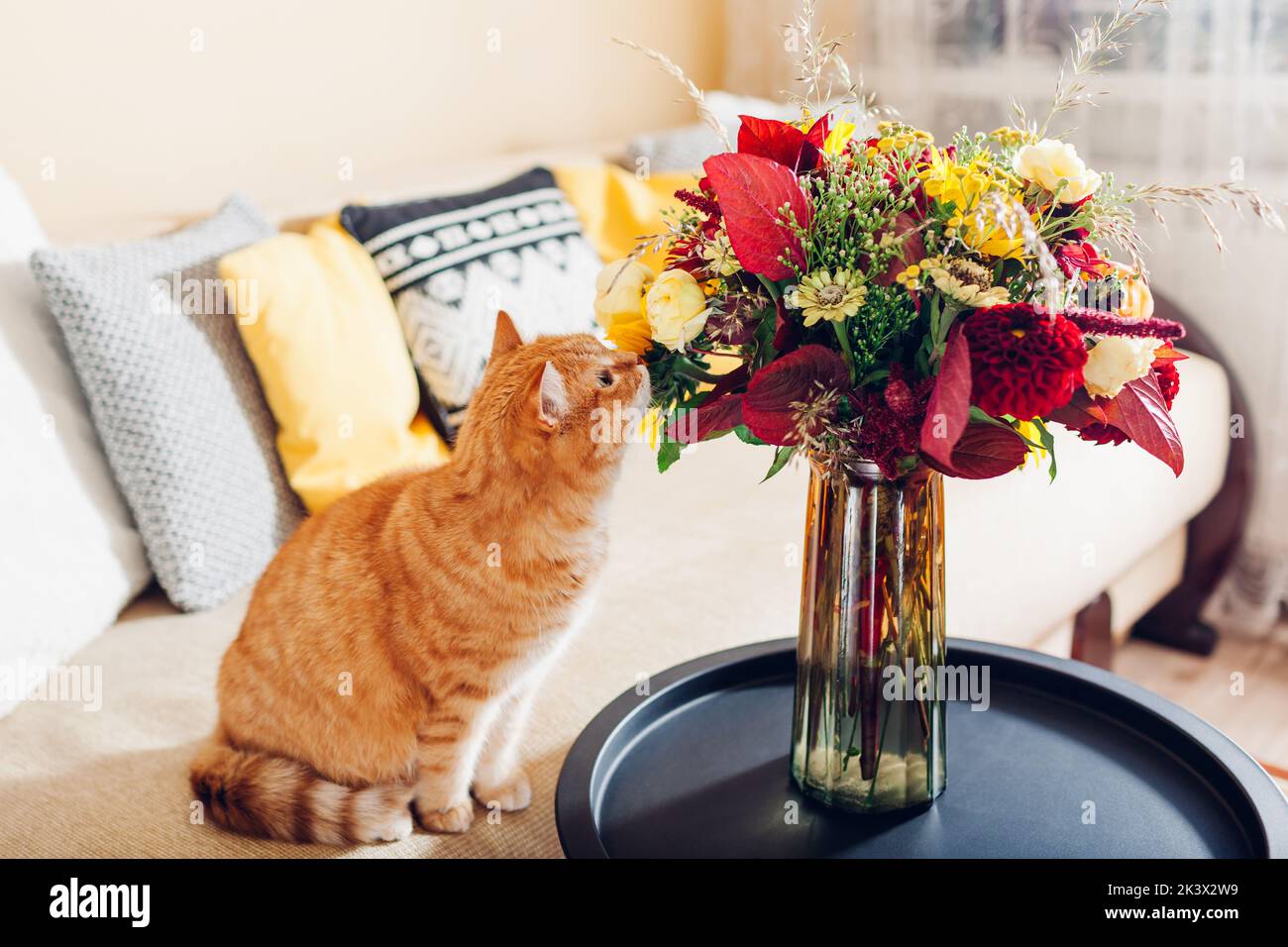 Chat au gingembre sentant un bouquet de fleurs de couleur automnale mis dans un vase sur une table. Curieux animal aime le parfum des plantes Banque D'Images