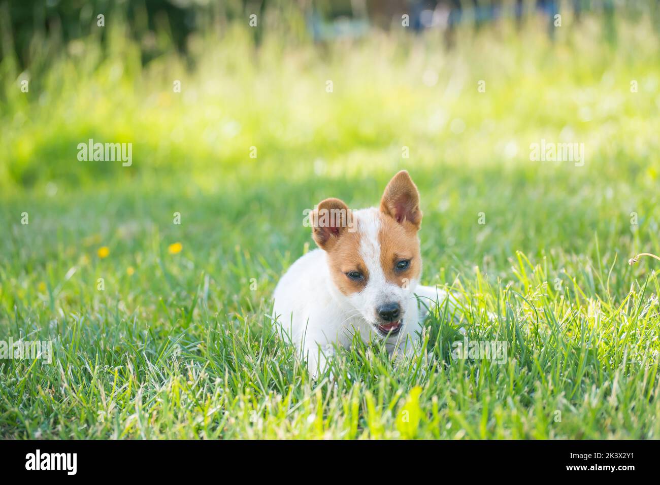Mignon chiot de terrier mixte Jack Russell allongé sur l'herbe dans le jardin. Chien adopté de l'abri de chien. Copier l'espace pour le texte. Banque D'Images