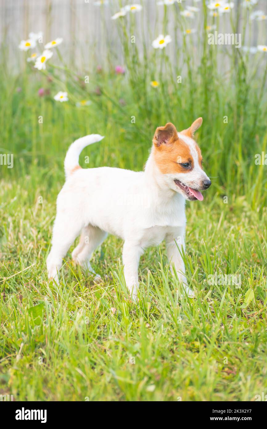Chien mixte de Jack Russell terrier restant sur l'herbe avec la langue en dehors. Joyeux chien de bébé coupé. Adoptée depuis un abri pour chiens. Banque D'Images