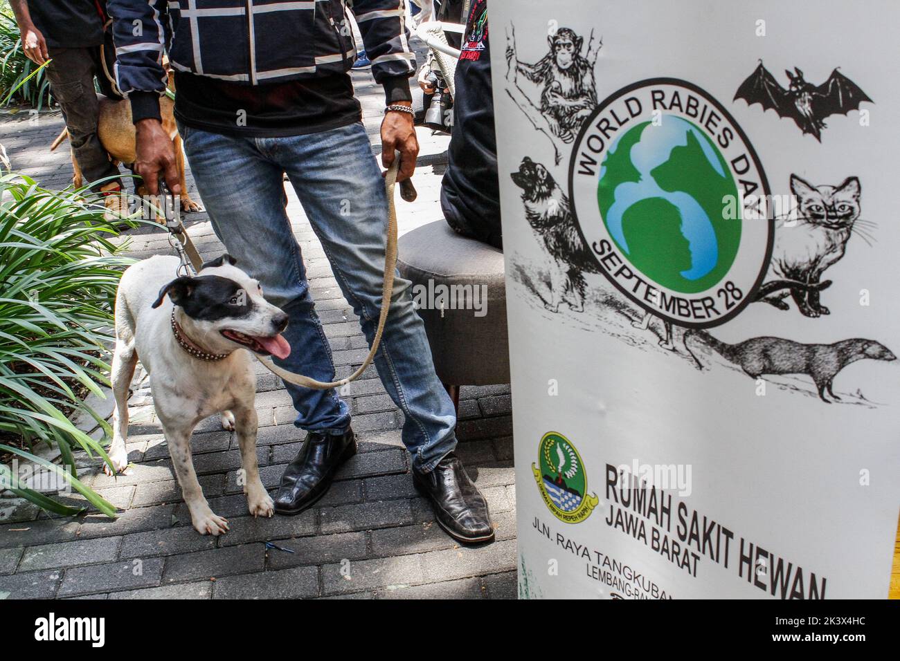 Bandung, Java-Ouest, Indonésie. 28th septembre 2022. Un certain nombre d'animaux de compagnie se sont alignés pour vérifier leur état de santé pendant la Journée mondiale de la rage 2022 à Bandung. (Image de crédit : © Algi Febri Sugita/ZUMA Press Wire) Banque D'Images