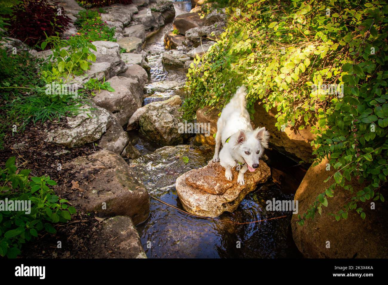 Petit chiot blanc avec des oreilles perky debout sur une roche dans un ruisseau rocheux coulant avec feuillage-américain Eskimo Dog Banque D'Images