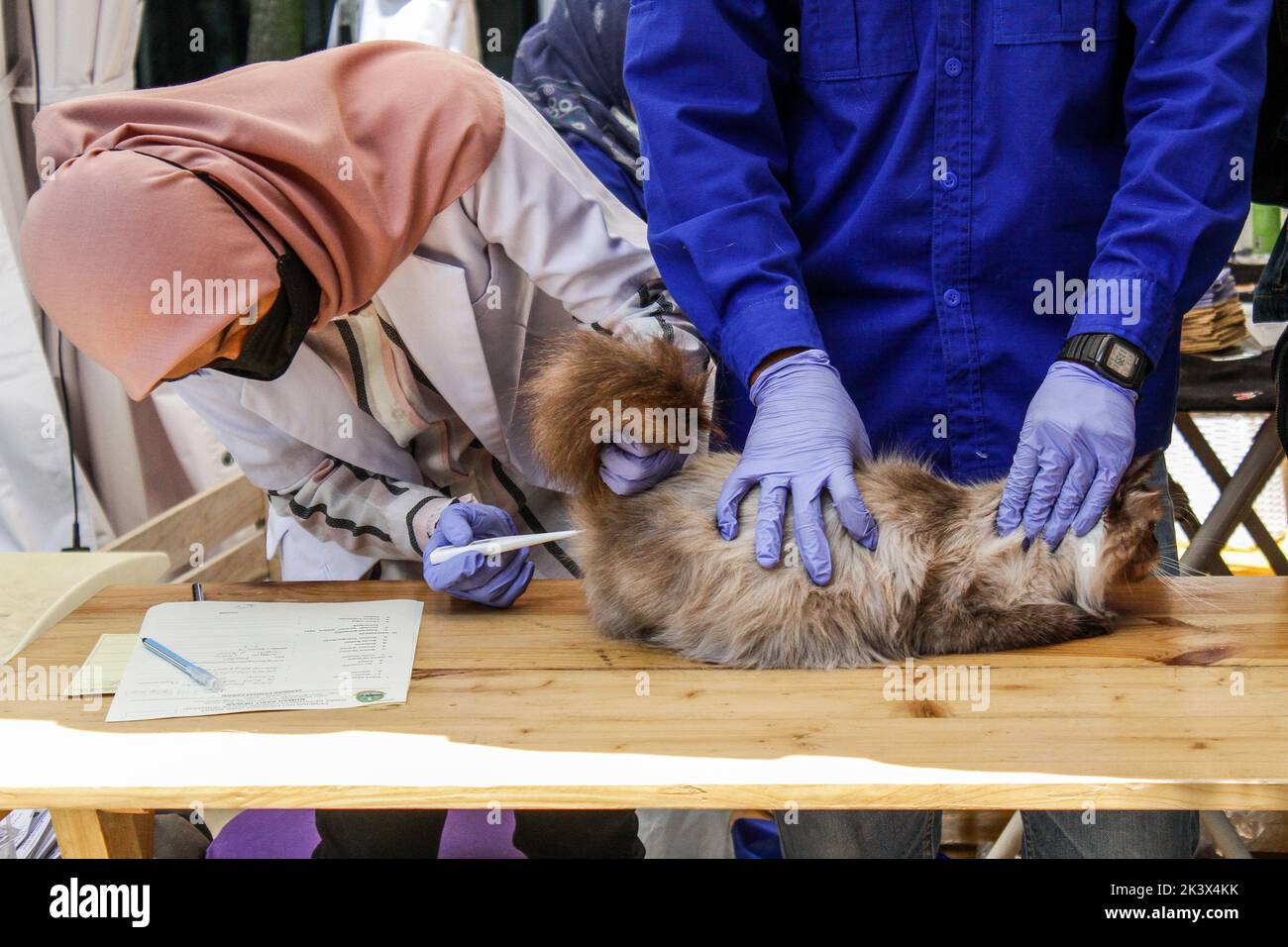 Bandung, Java-Ouest, Indonésie. 28th septembre 2022. Un médecin vérifie l'état de santé des animaux de compagnie pendant la Journée mondiale de la rage 2022 à Bandung. (Image de crédit : © Algi Febri Sugita/ZUMA Press Wire) Banque D'Images