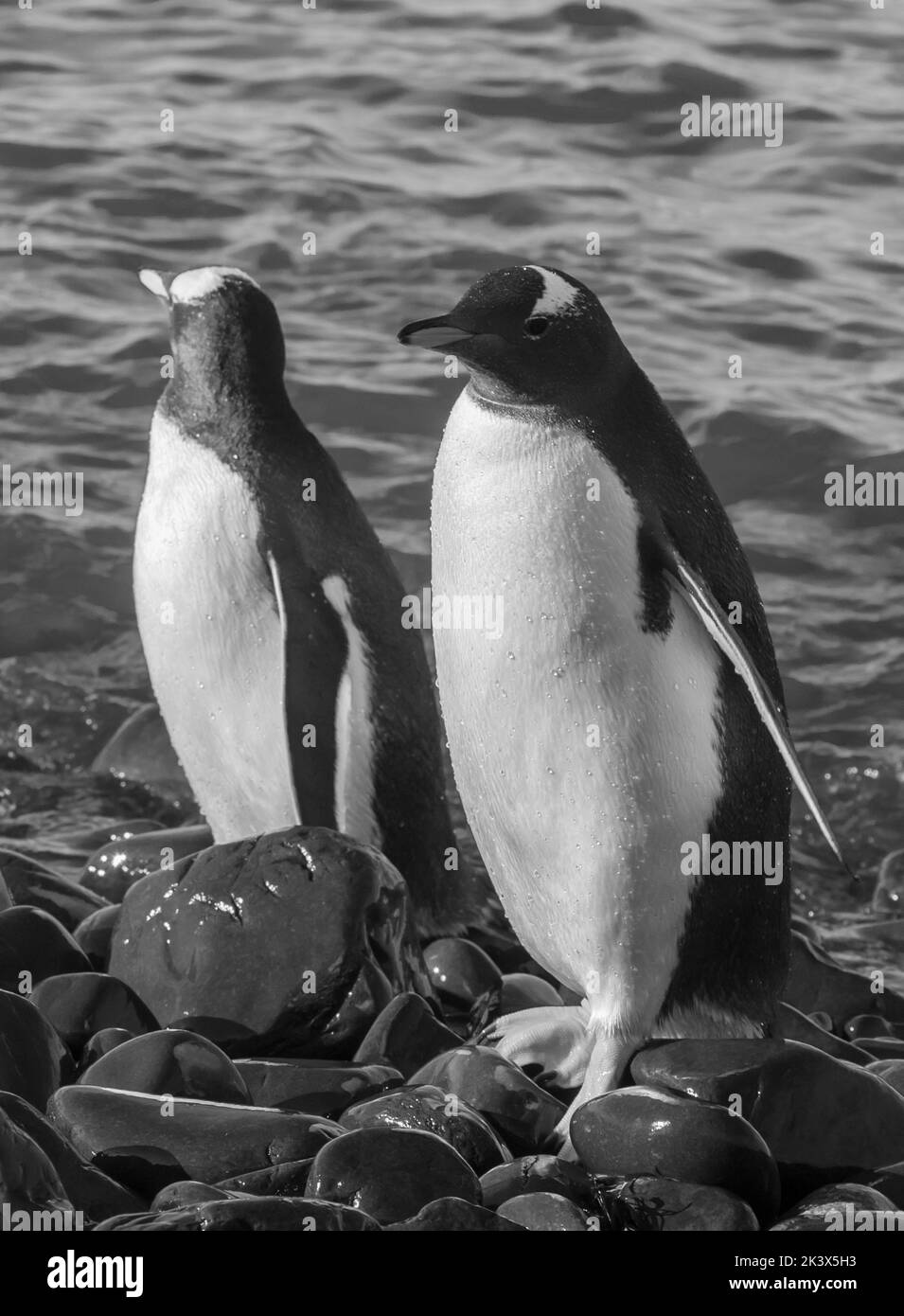 Manchot Gentoo deux spécimens qui flottent leurs ailes, péninsule antarctique, Antartica. Banque D'Images