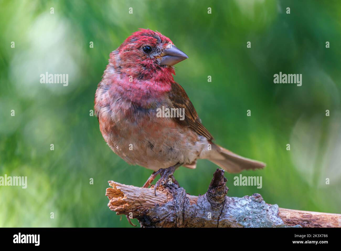 Un finch pourpre (purpureus héemorheux) perçant sur une branche. Banque D'Images