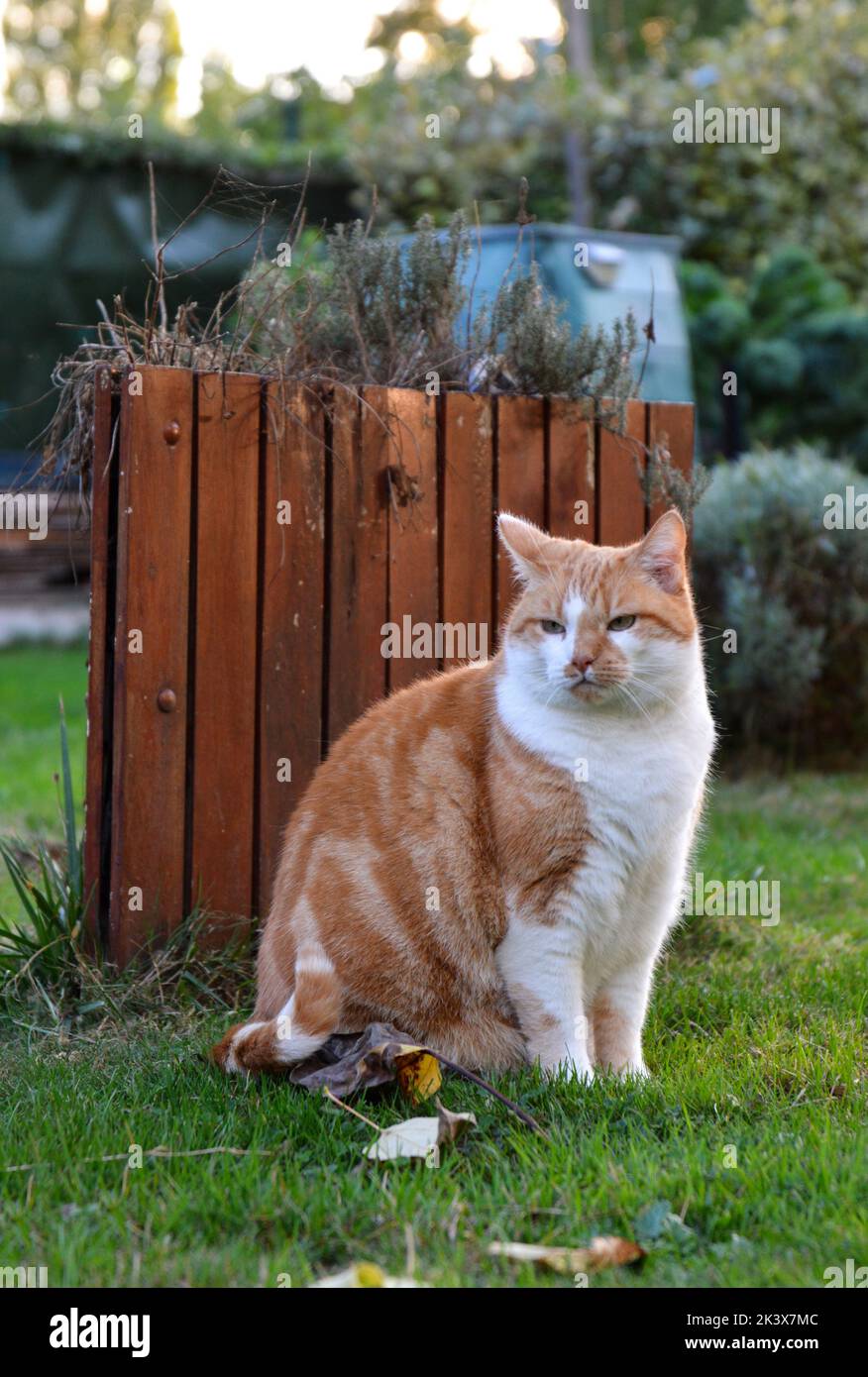 Chat domestique brun et blanc à poil court ou chat de maison dans un jardin de maison. Banque D'Images