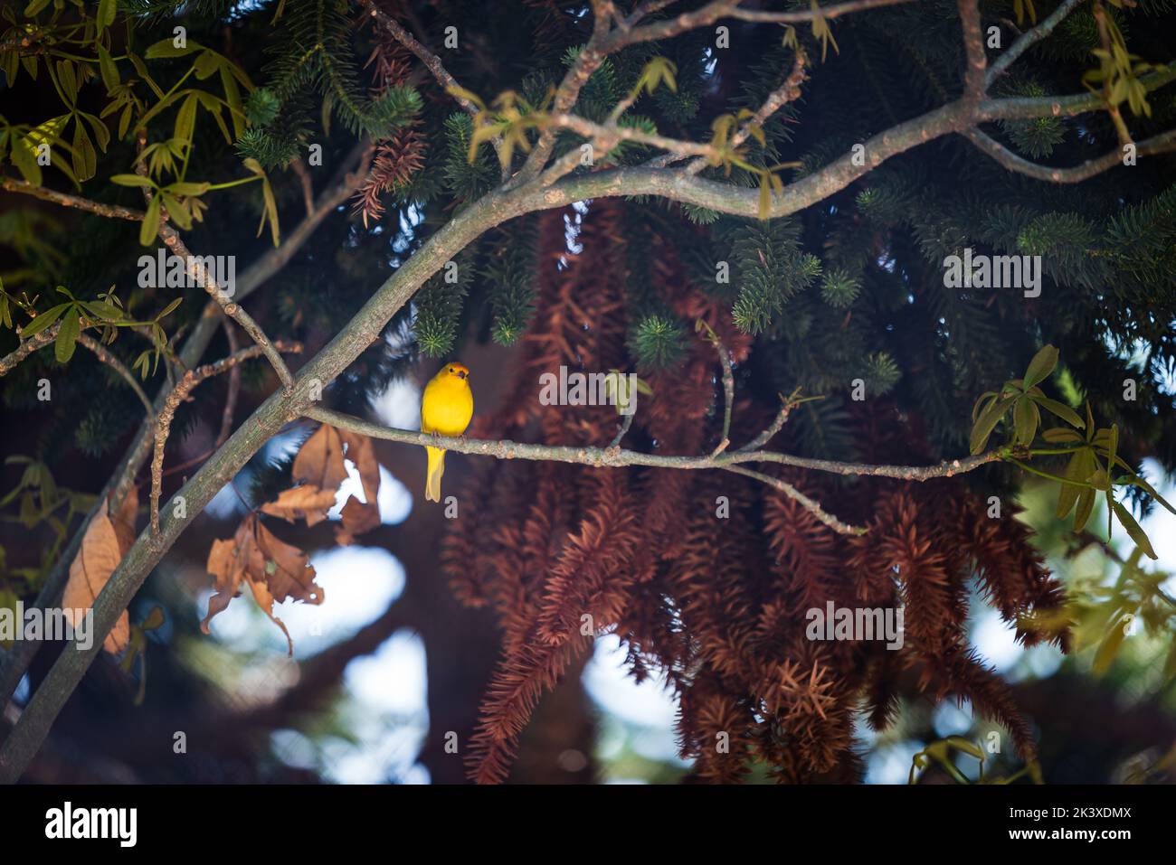 Sicalis flaveola, Saffron Finch, oiseau jaune sur branche de pin à Minas Gerais, Brésil. Banque D'Images