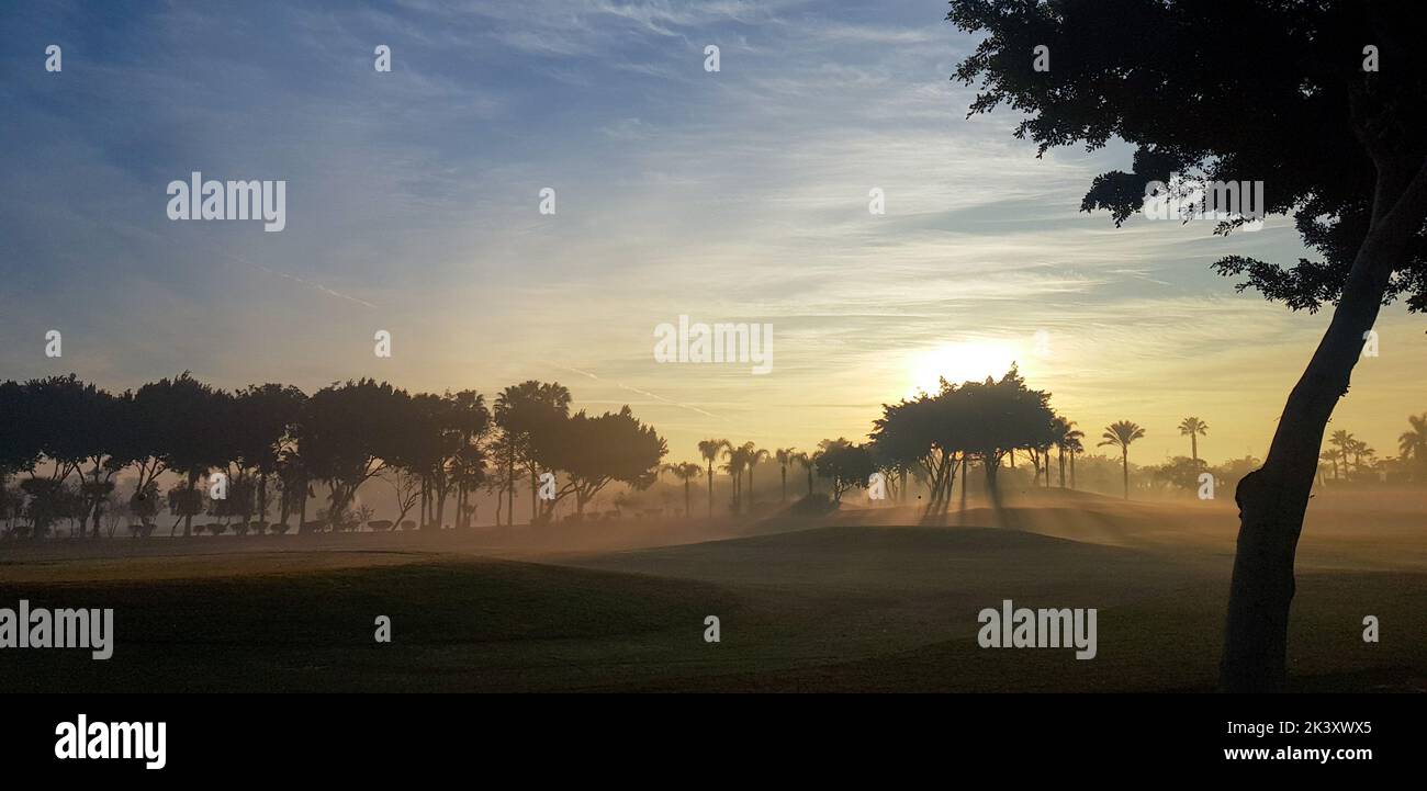 Le matin, brillent dans la forêt en hiver Banque D'Images
