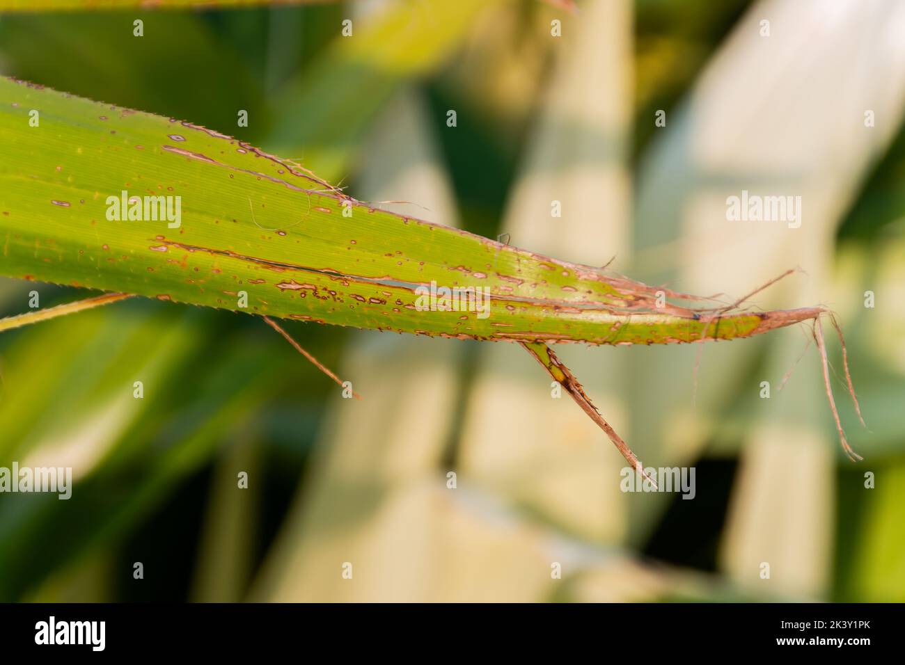 Pandanus Odorifier plante dans un jardin à Rio de Janeiro au Brésil. Banque D'Images