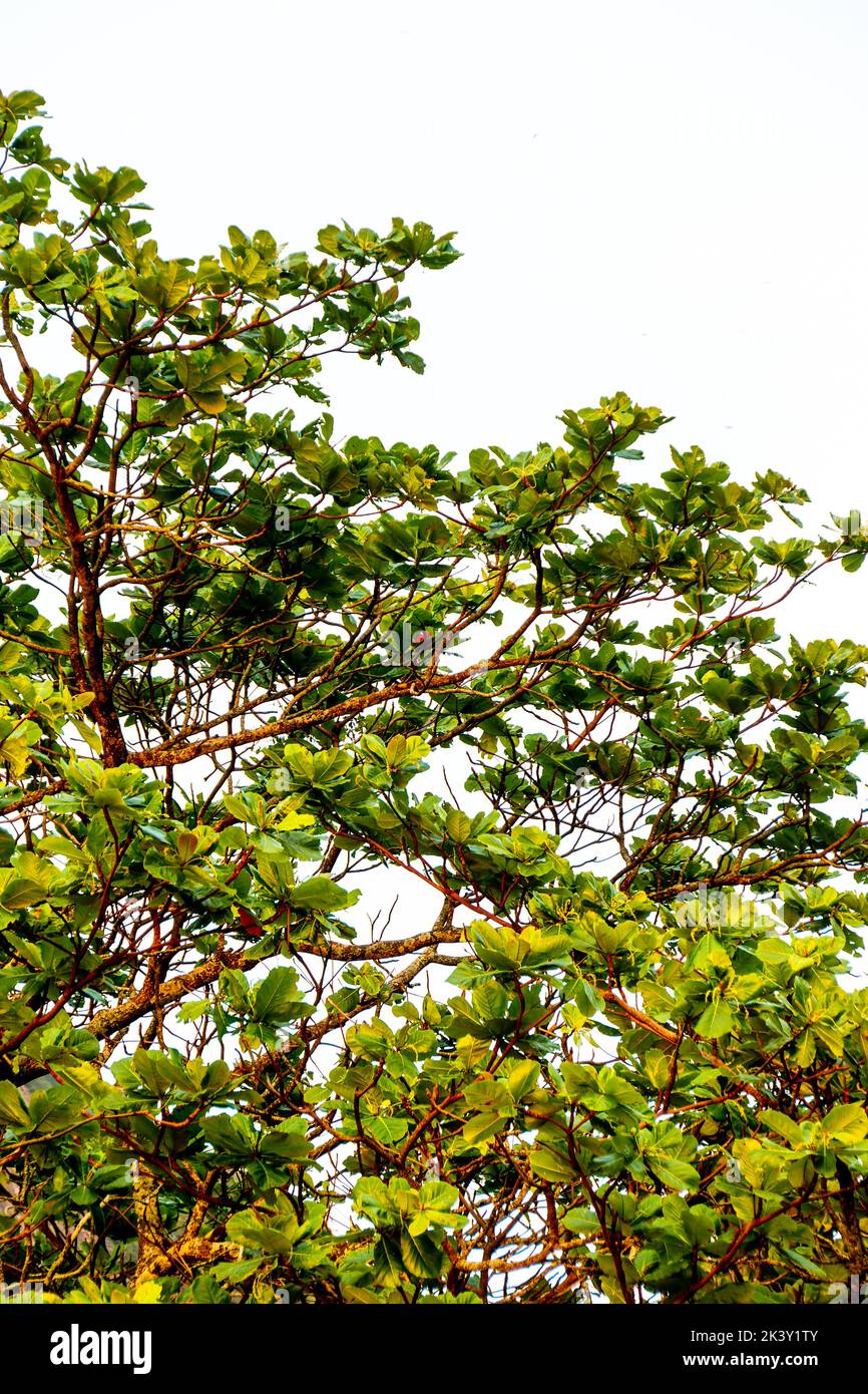 L'amandier quitte l'extérieur à Rio de Janeiro, Brésil. Banque D'Images