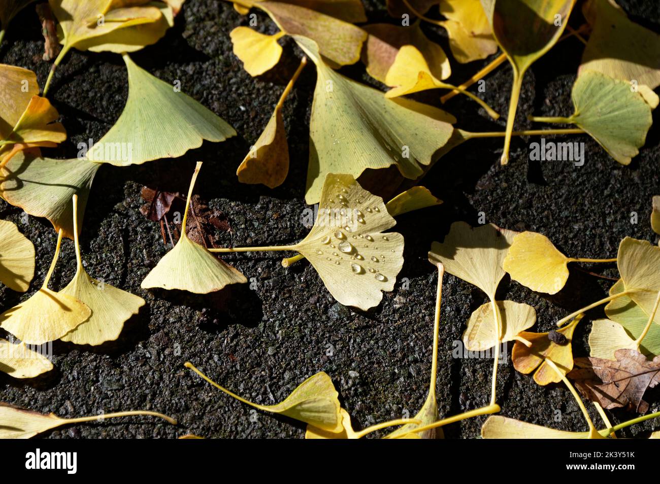 Coloration jaune doré des feuilles de ginko en automne Banque D'Images