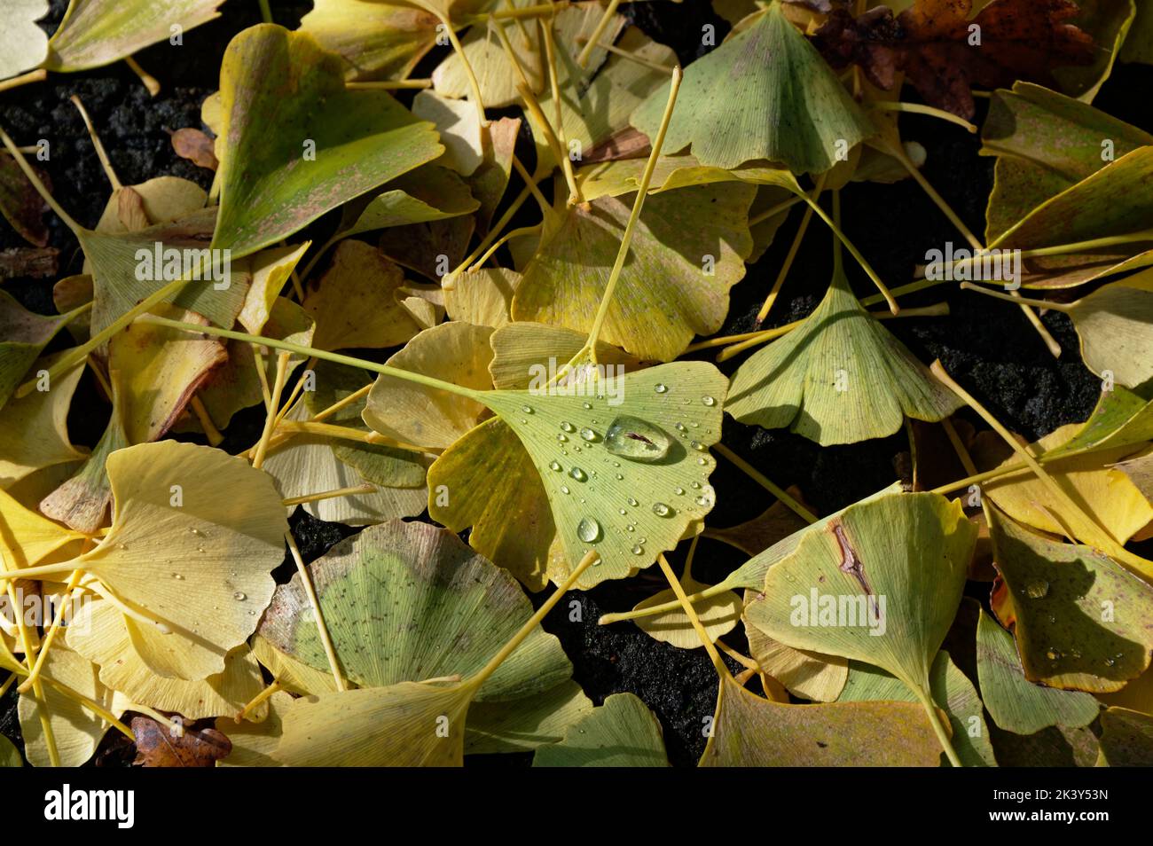 Les feuilles de ginko sont tombées d'un arbre et sont dans une pile Banque D'Images