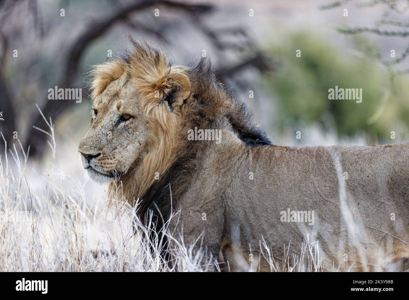 Un lion mâle (Panthera leo), le roi des animaux Banque D'Images