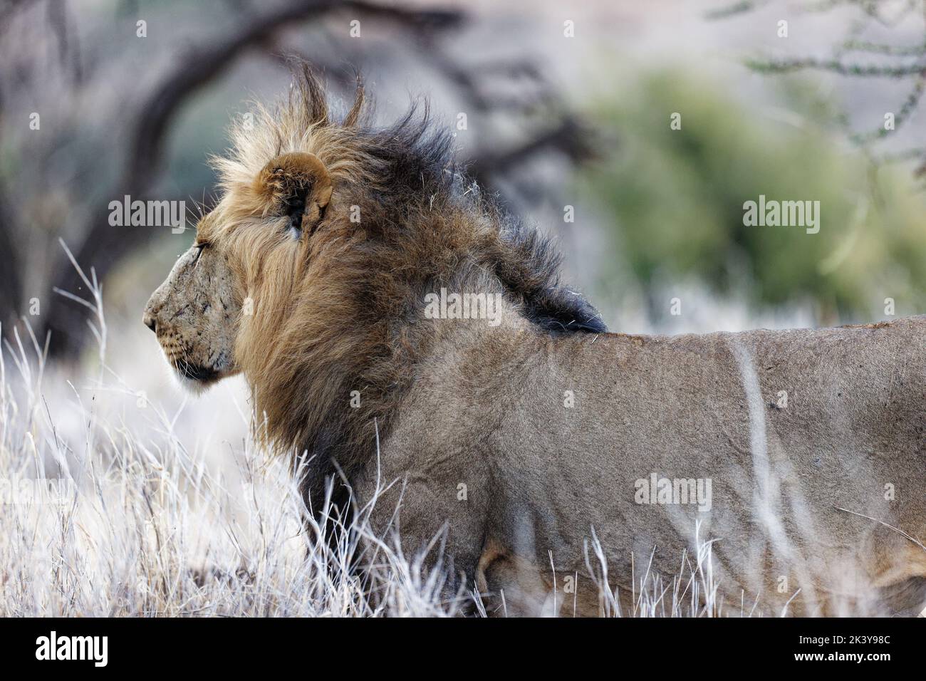 Un lion mâle (Panthera leo), le roi des animaux Banque D'Images