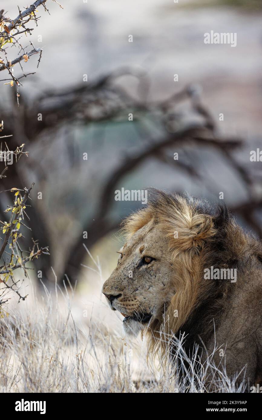 Un cliché vertical d'un lion mâle (Panthera leo), le roi des animaux Banque D'Images