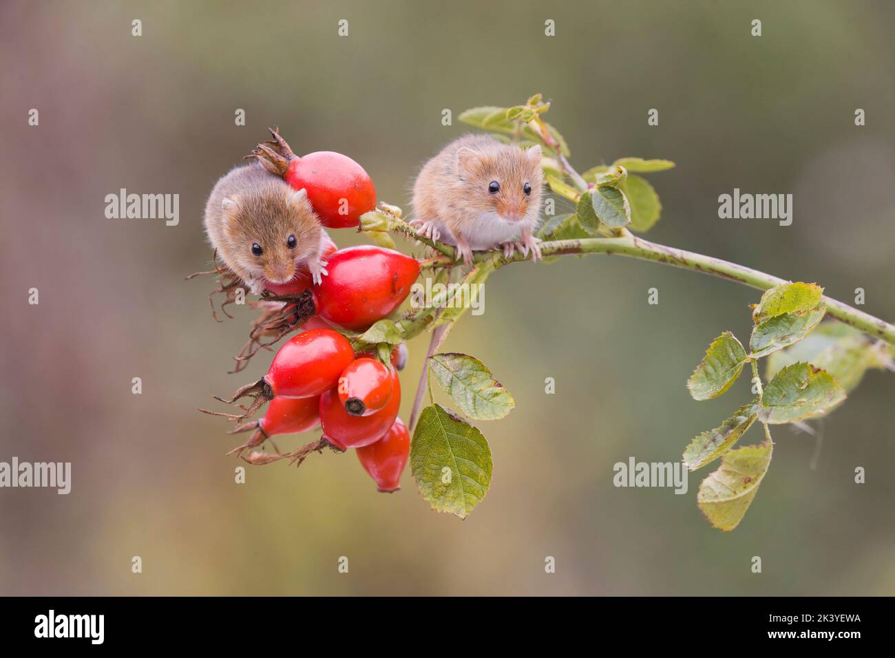 Souris de récolte Micromys minutus, 2 adultes debout sur le chien rose Rosa canina, tige avec baies, Suffolk, Angleterre, septembre, conditions contrôlées Banque D'Images