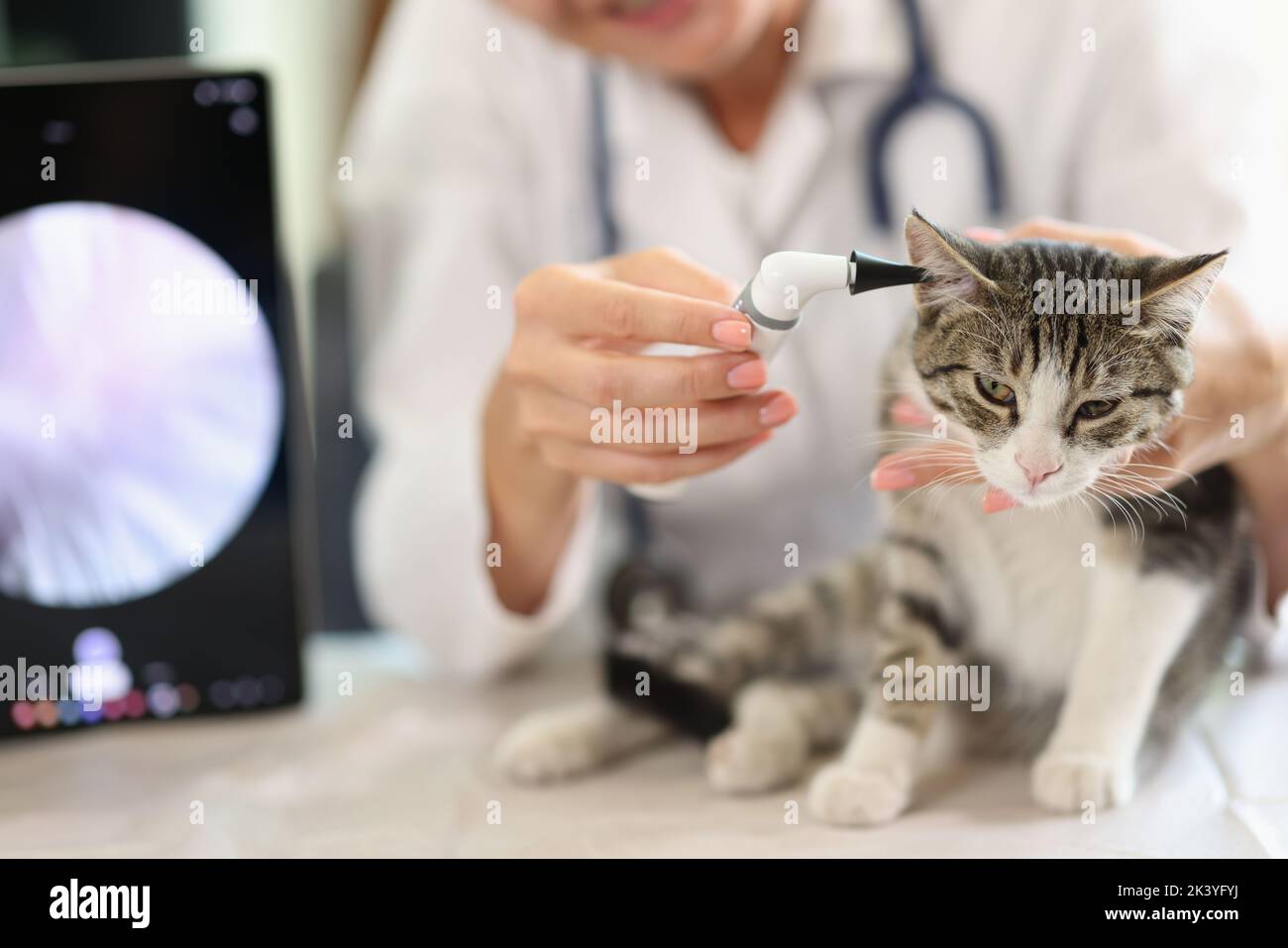 Examen de l'oreille de chat en clinique vétérinaire à l'aide d'un otoscope Banque D'Images