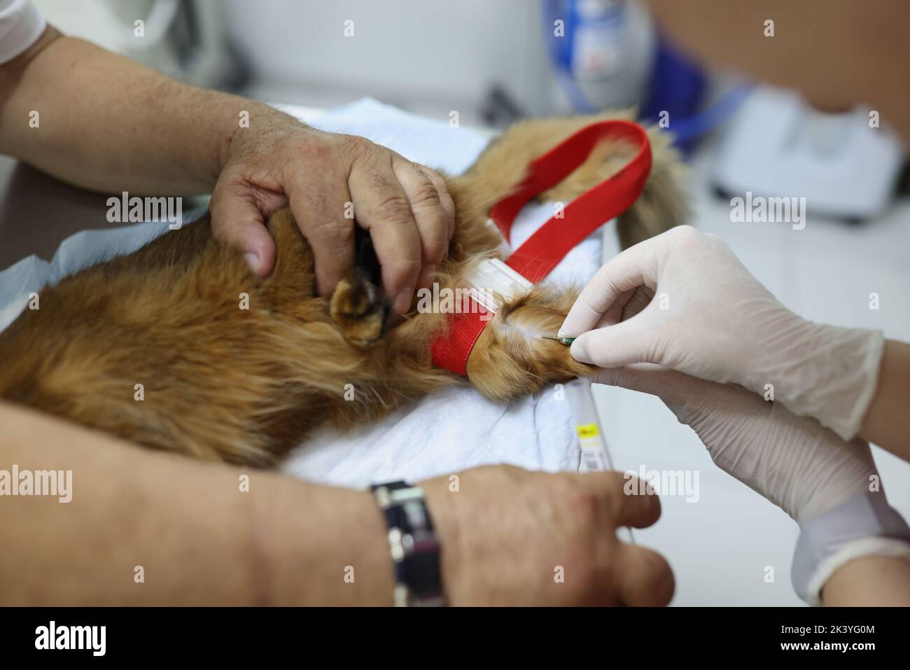 Le vétérinaire donne le vaccin au petit chat ou prend le test de sang de la patte Banque D'Images