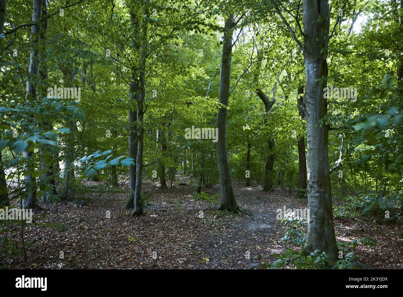 forêt de feuilles vertes et brunes Banque D'Images