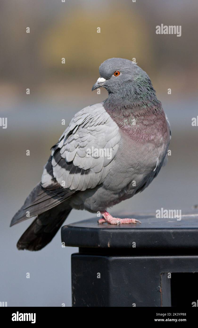 Course Pigeon (Columba livia domestica) adulte Banque D'Images