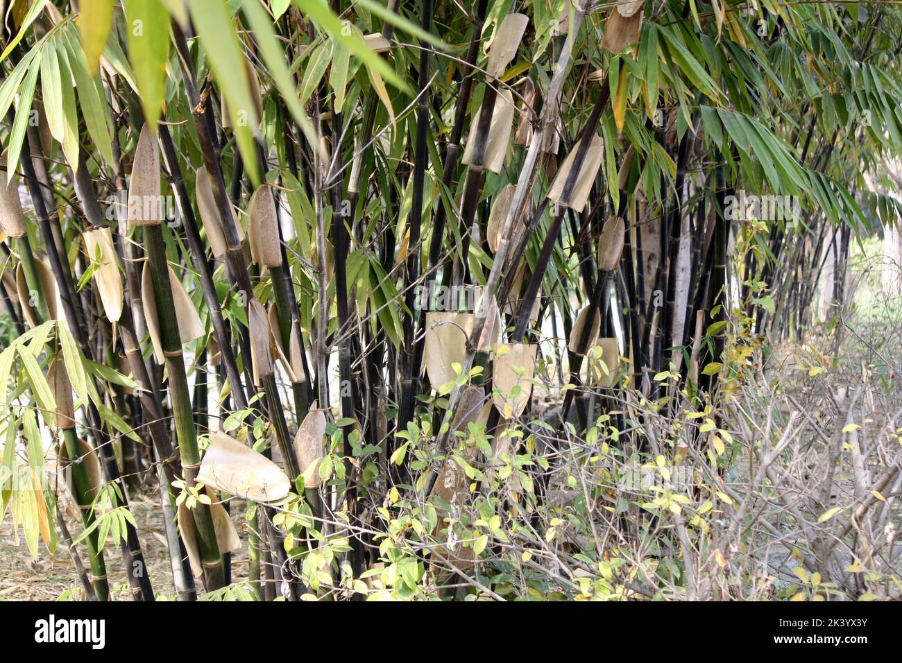 Grappe de bambou noir (Phyllostachys nigra) dans un parc : (pix SShukla) Banque D'Images