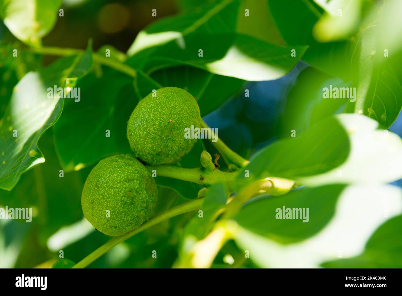 Fruits non mûrs de noix en gros plan Banque D'Images