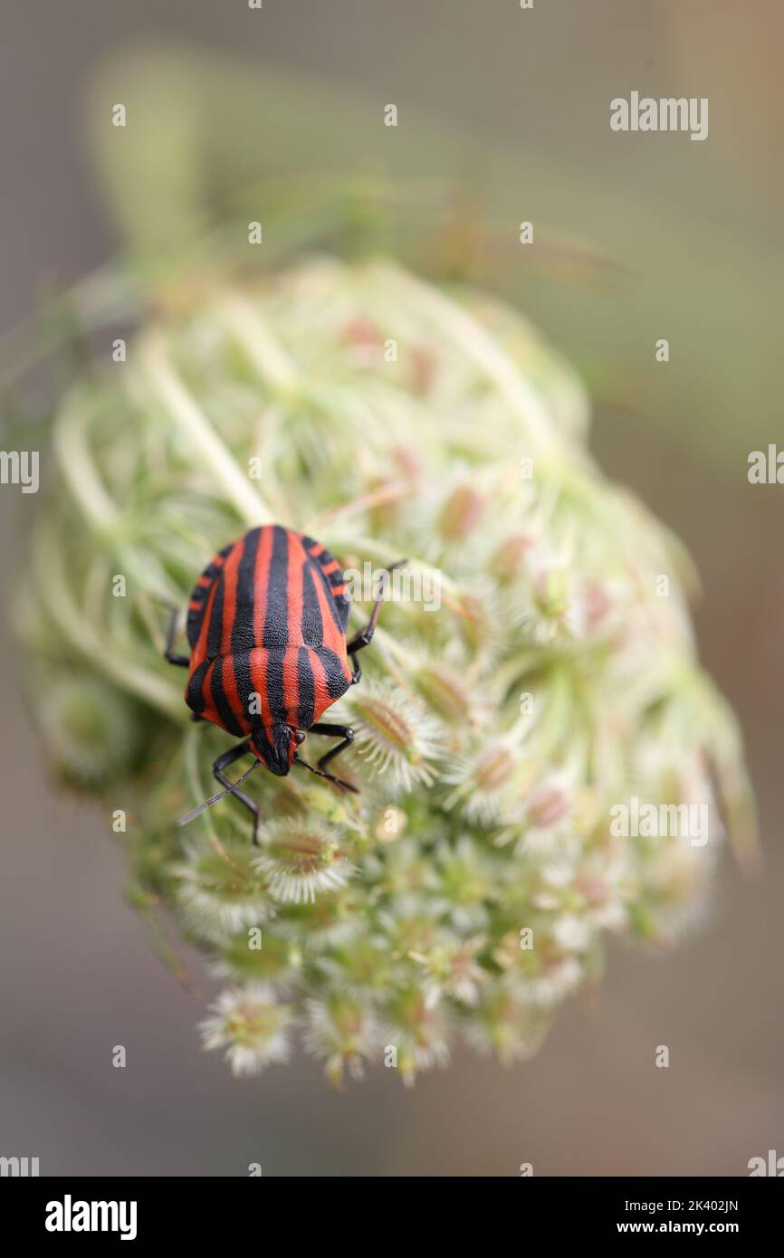 minsrel ou insecte rayé sur les graines d'une plante Banque D'Images