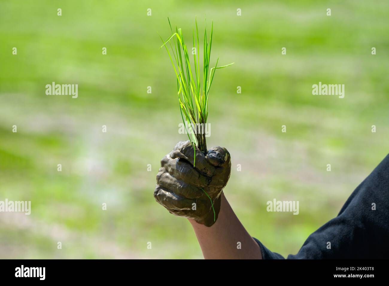 Gros plan sur la main de l'homme asiatique tenir le riz avec de la boue ...