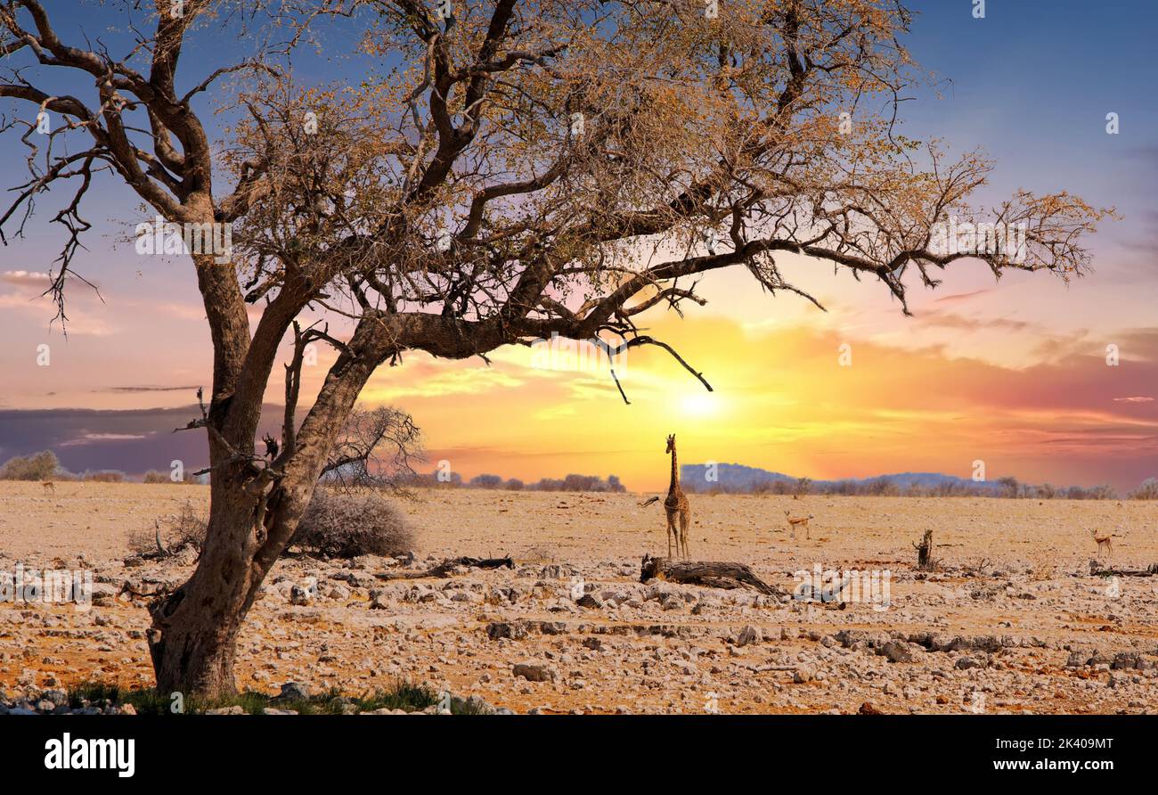 Une girafe solitaire traversant la savane africaine avec un grand arbre en premier plan - Parc national d'Etosha, Namibie Banque D'Images